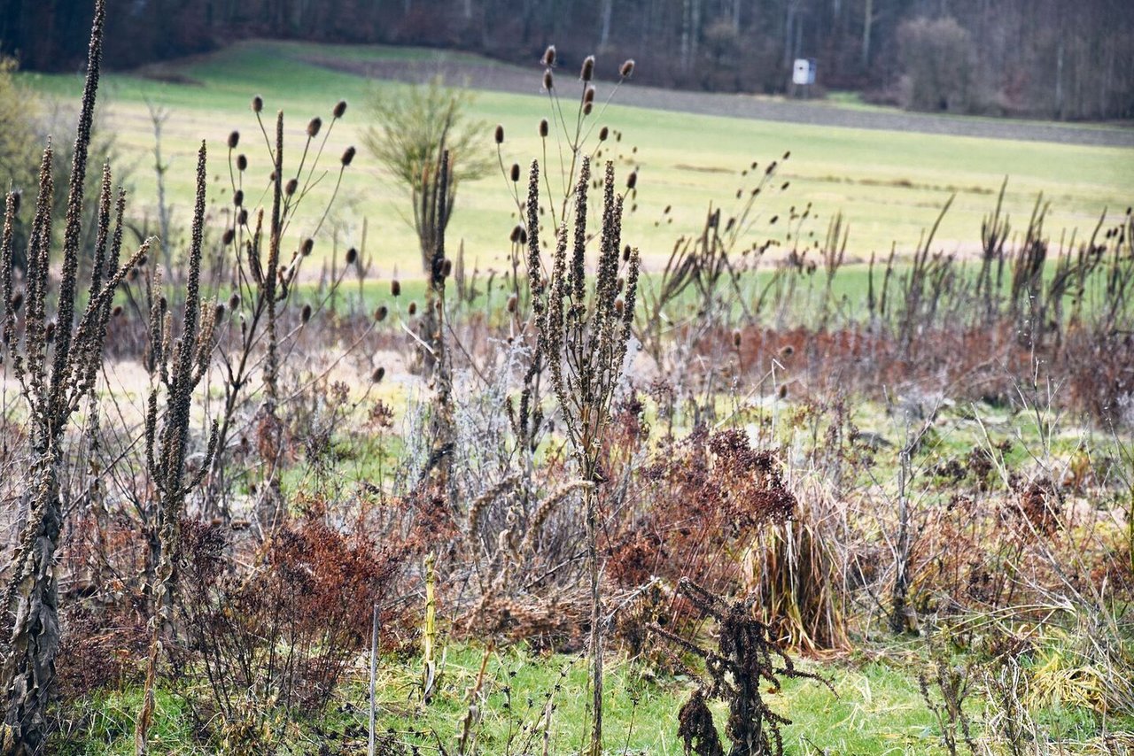 Die grosse Buntbrache des Betriebs liegt auf einer Auffüllung, deren Boden struktur- und nährstoffarm ist.