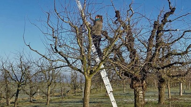 Bei schönem, aber ka Bei schönem, aber kaltem Winterwetter schneidet Eliane Geissbühler mit ihrem Chef die Obstbäume.