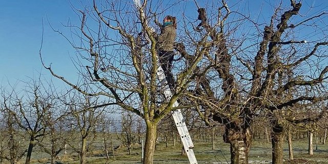 Bei schönem, aber kaltem Winterwetter schneidet Eliane Geissbühler mit ihrem Chef die Obstbäume. 