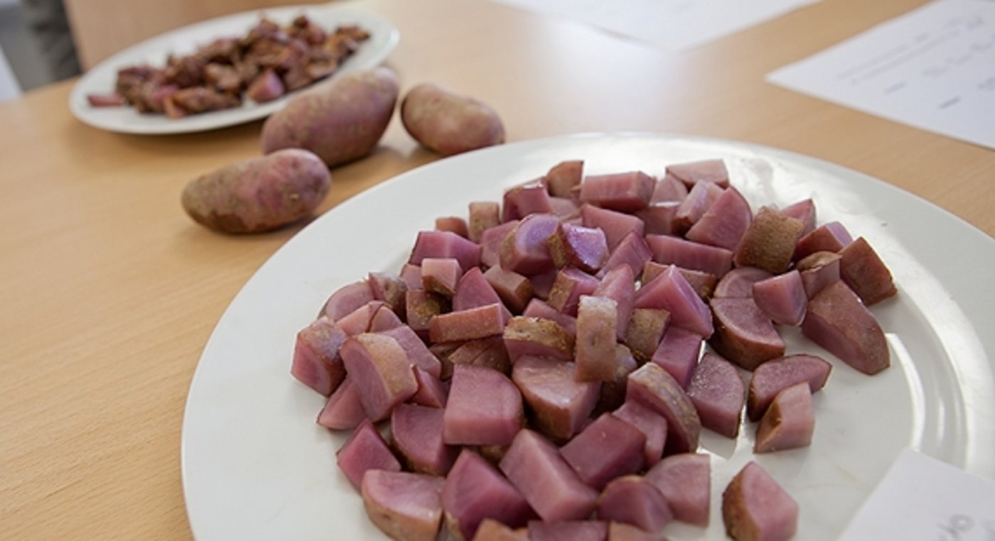 PropecieRara sucht einen Namen für die rote Knolle. (Bild ProSpecieRara)