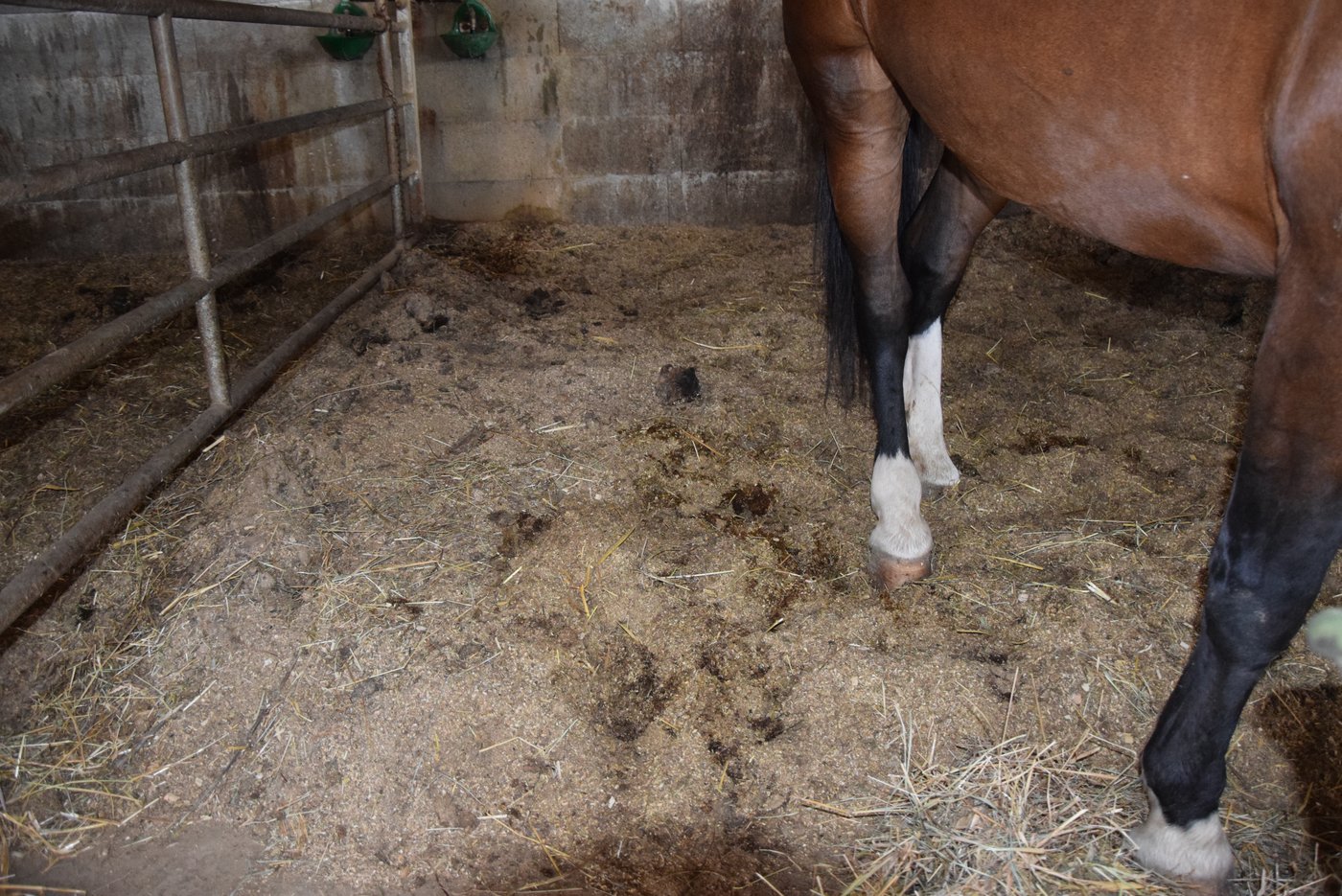 In seinem Pferdestall hat er den Mist bereits seit 6 Jahren nicht mehr ausgewechselt.