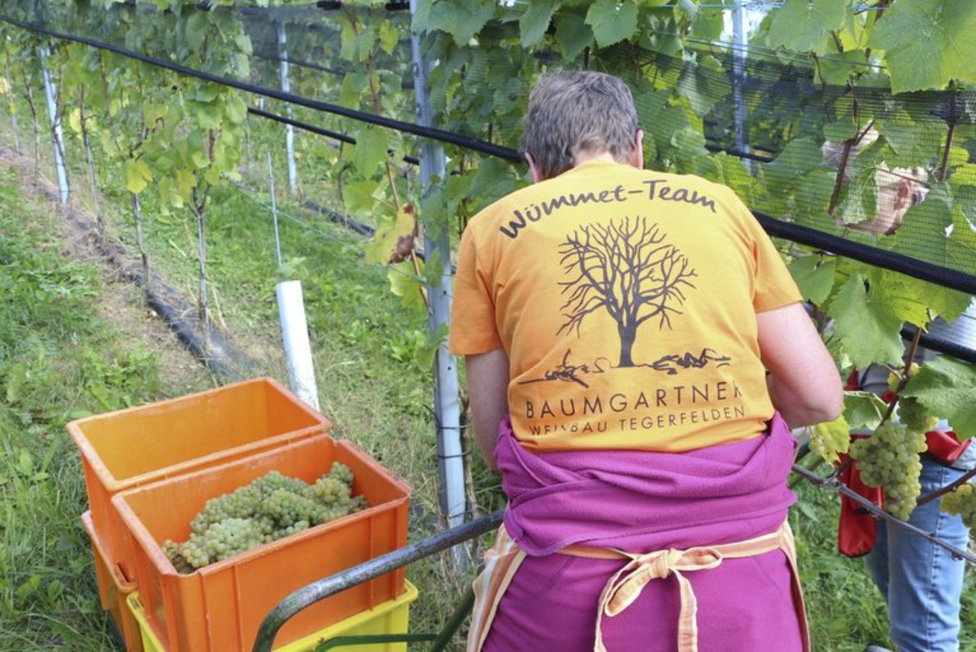 Familie Baumgartner gestaltete fürs Winzerfest in Döttigen einen Umzugswagen zum Thema «Wümmethelfer», die man hierfür aufbot. Das orange T-Shirt gehörte dazu. (Bilder Manuel Fischer)