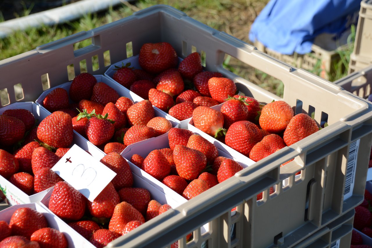 Schweizer Erdbeeren können bis in den Herbst genossen werden. (Bild BauZ)
