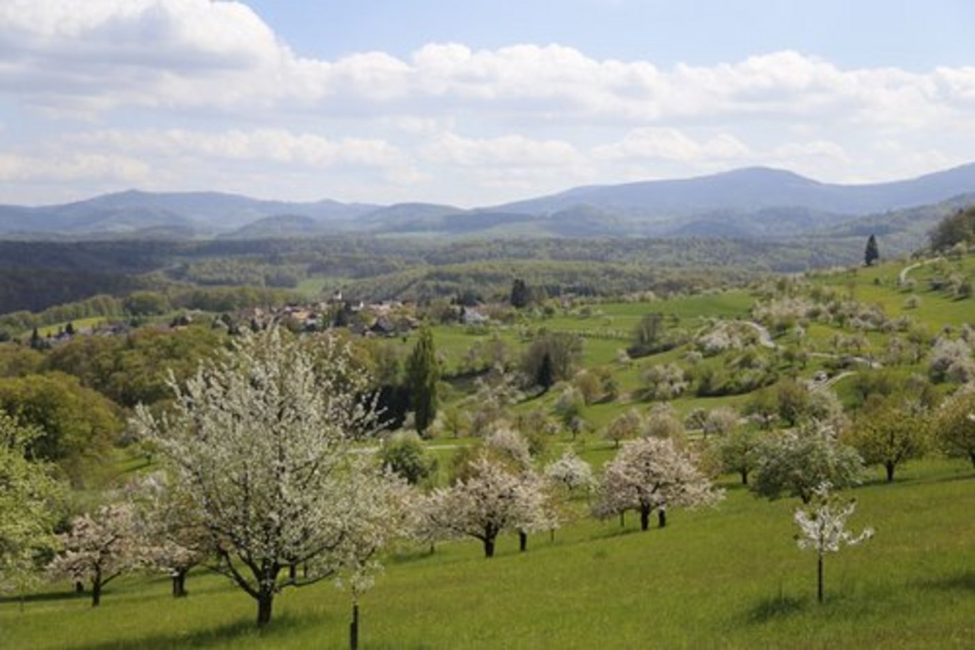 Landauf, landab blühen Hochstammbäume derzeit. (Bild lid)