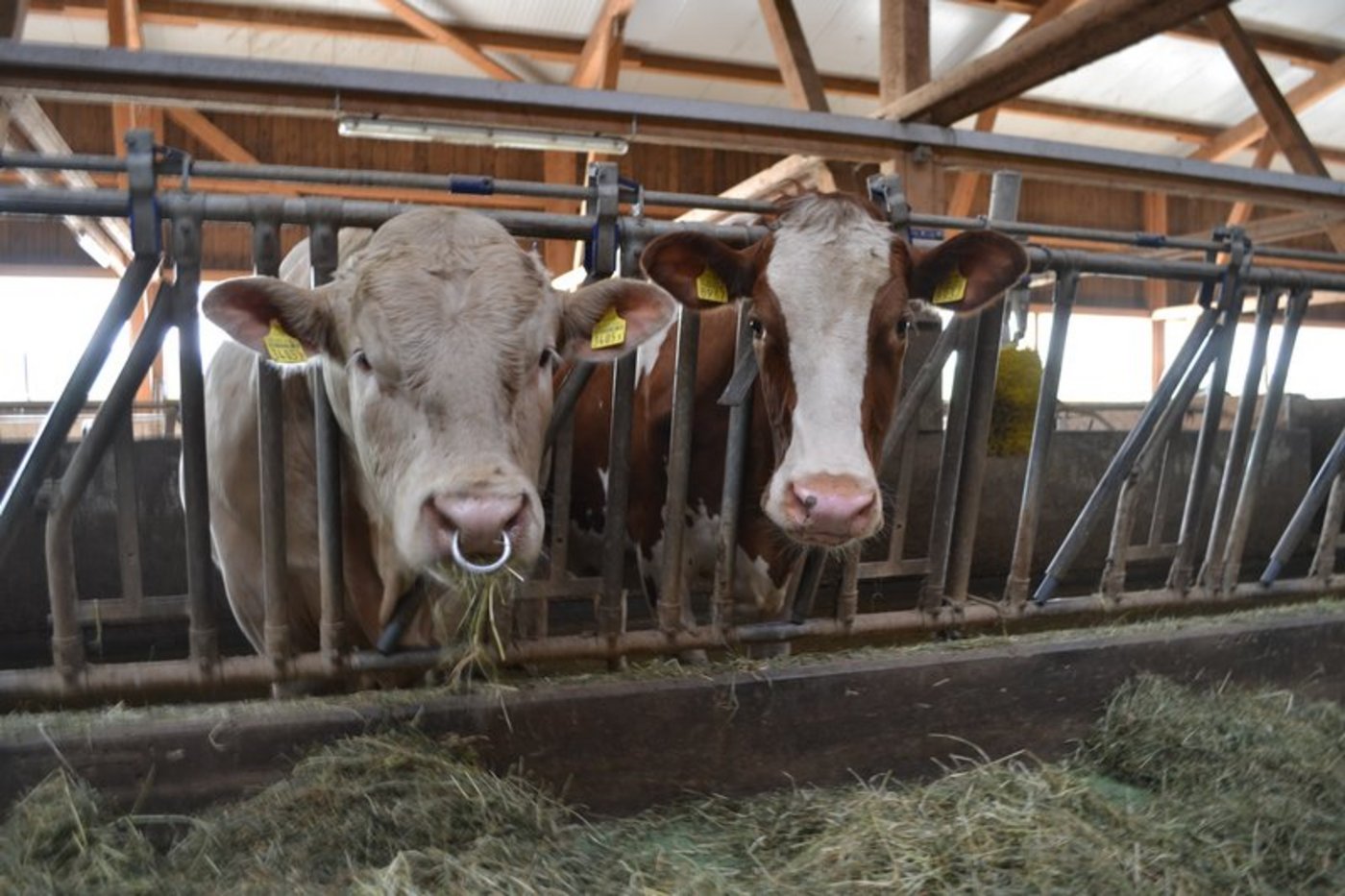 Kühe und Munis sind zur Zeit sehr gefragt. (Symbolbild jba)