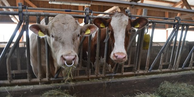 Kühe und Munis sind zur Zeit sehr gefragt. (Symbolbild jba)