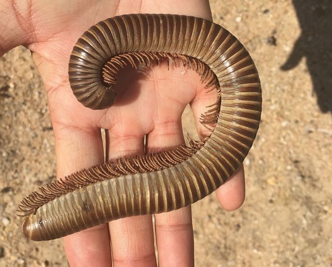 Auf Madagaskar sind 27 von 145 Tausendfüssler-Arten neu bedroht. (Bild Wikipedia)