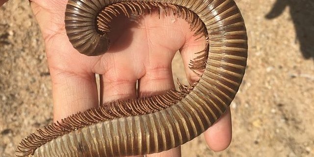 Auf Madagaskar sind 27 von 145 Tausendfüssler-Arten neu bedroht. (Bild Wikipedia)