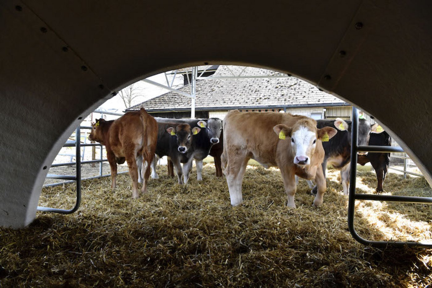 Nach der anfänglichen Quarantäne kommen die Kälber in kleinen Gruppen zusammen und verbringen in diesen die restliche Zeit der Mastdauer.  (Bild NFP 72, Peter Mosimann)