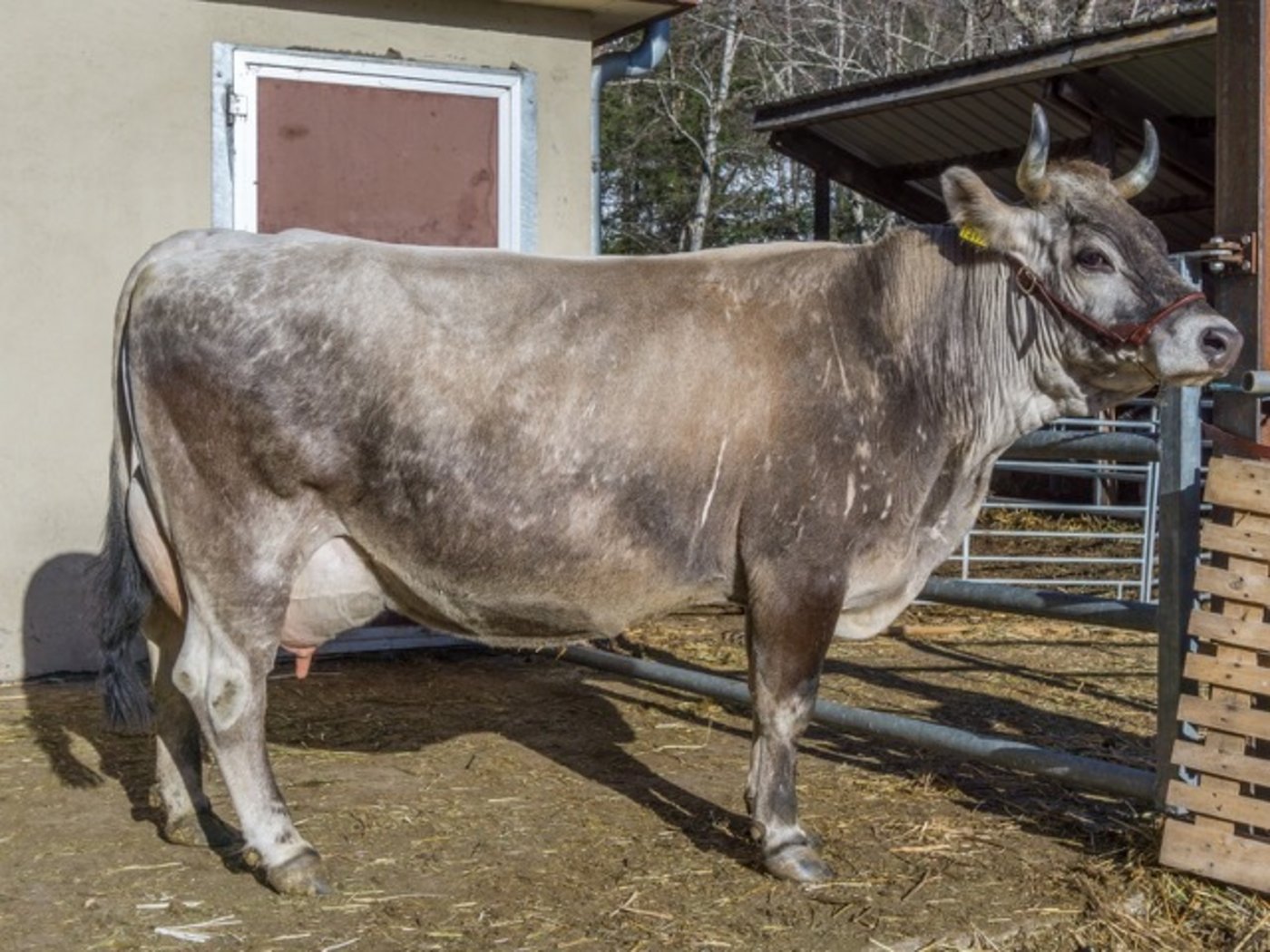 Milchkühe 1. Rang: Gina CH (Natobb/Doldus), Aktuell in der 4. Laktation Besitzer: Franz Guntern, Binn VS