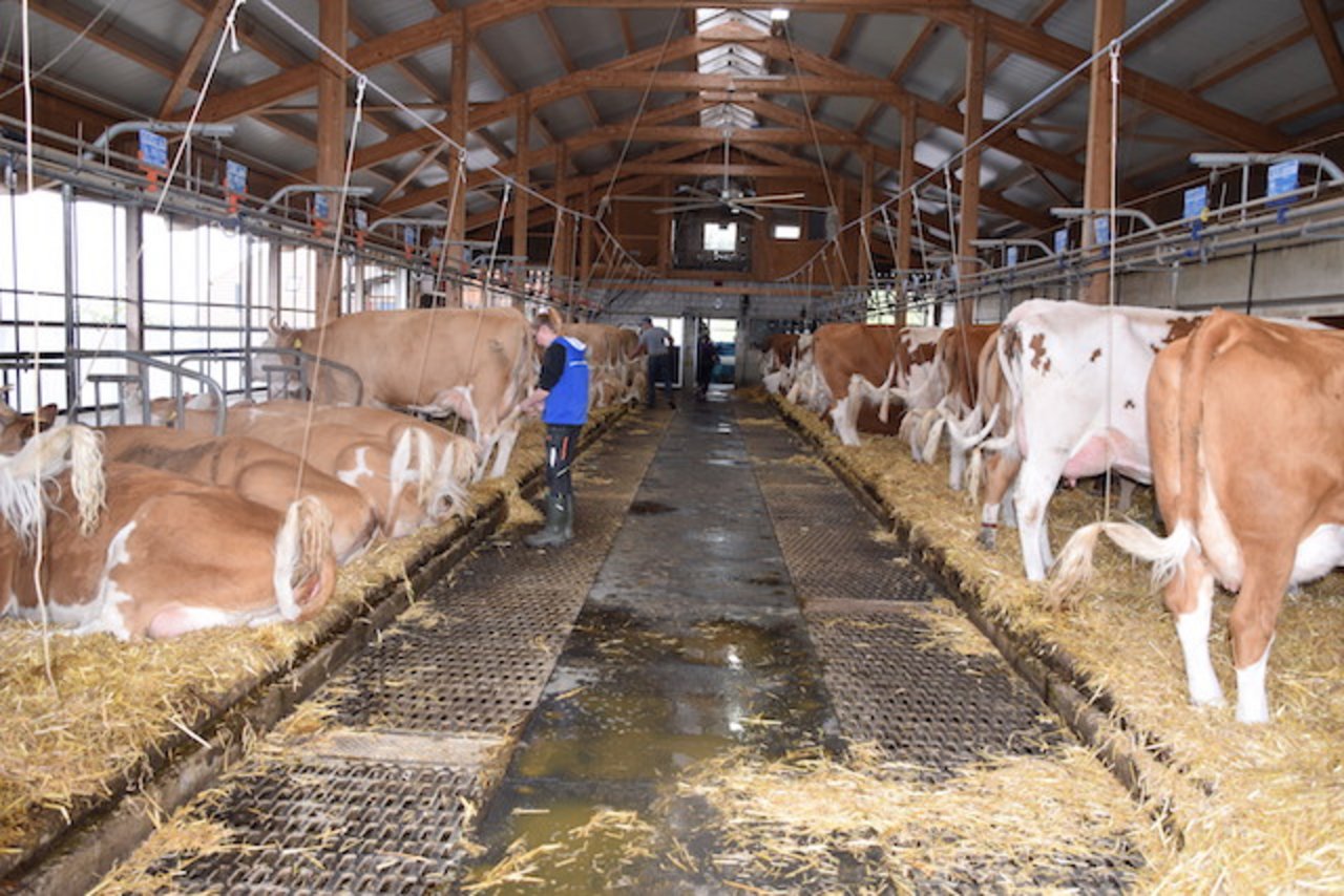 Die Kühe sind im Stall. Schon vor dem Melken legen sich einige auf das Strohbett nieder.