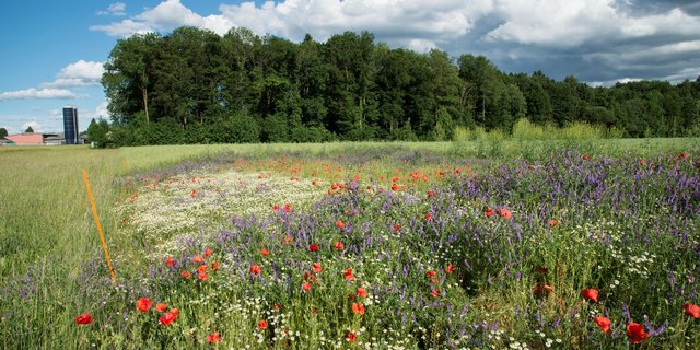 Die Massnahmen, die momentan zur Förderung der Biodiversität ergriffen werden, reichen nicht aus, hält Agroscope fest. (Bild Agroscope)