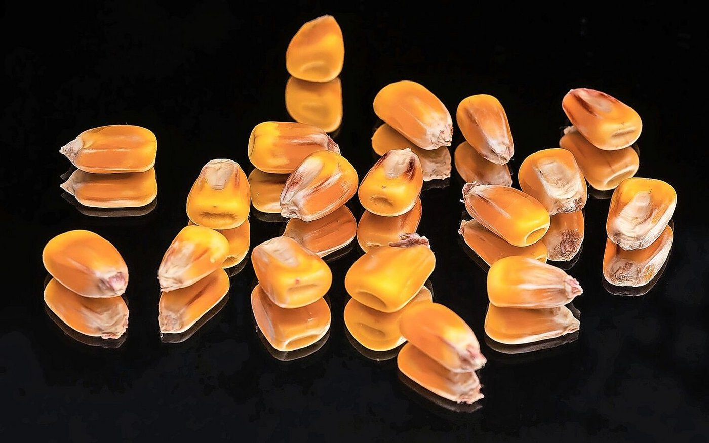 Zahnmais verfügt über ein weiches Nährgewebe. Bei der Abreife fällt es ein und bildet eine charakteristische Zahnstruktur. Dieser Typ wird vorwiegend bei der Körnermaisproduktion eingesetzt.