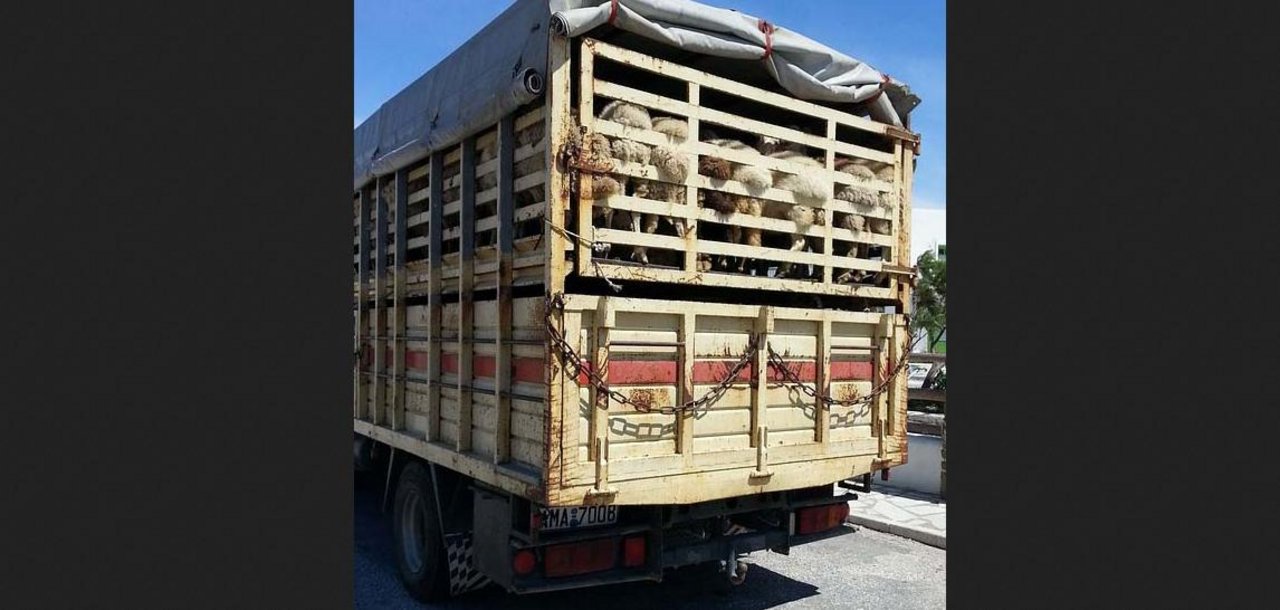 Tiertransporte mit lebenden Tieren müssen auch in Grenzländer Mindestanforderungen erfüllen. (Bild pixabay)