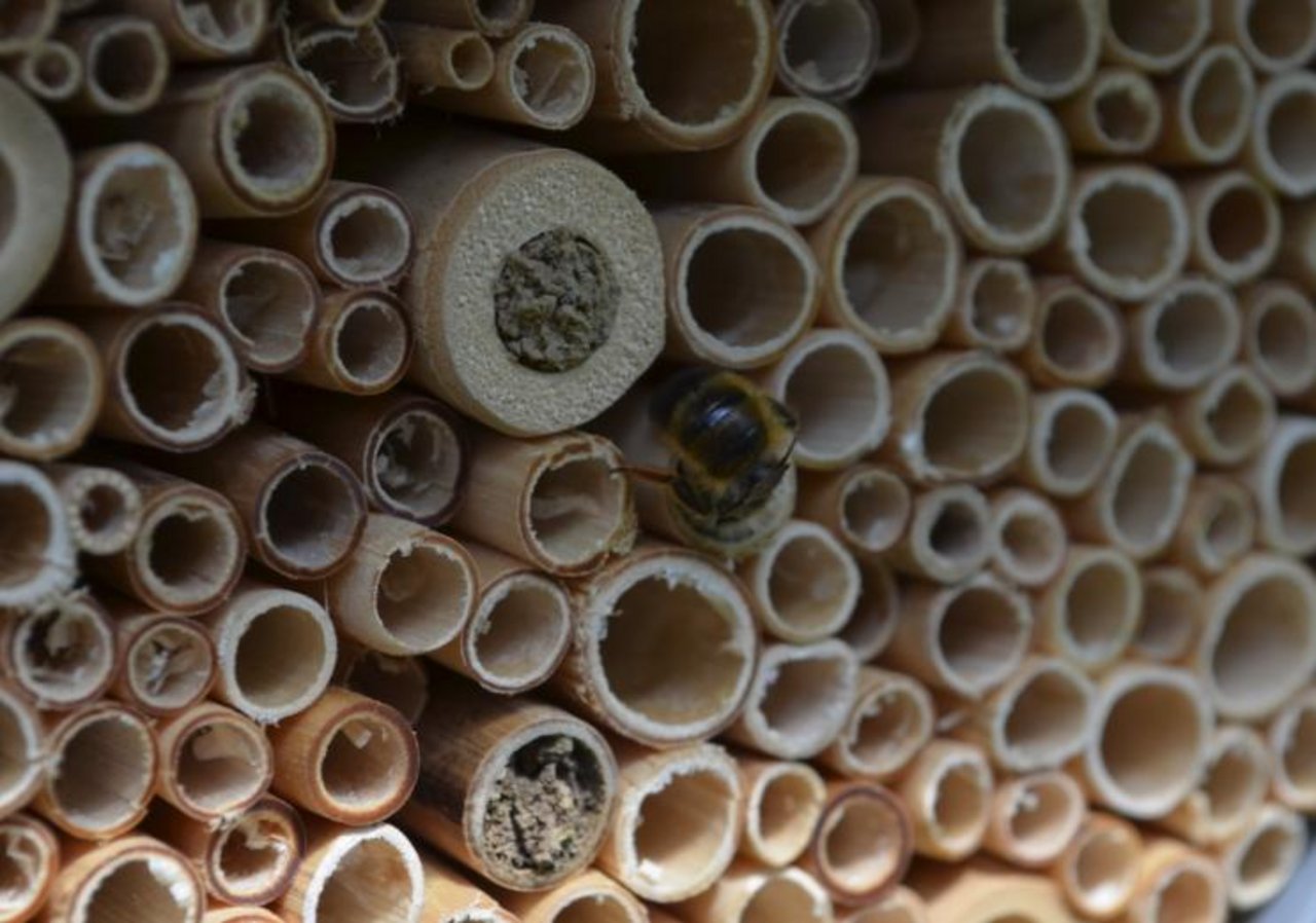 In sauberen Röhren können Solitär-Bienen und Wespen nisten. (Bild WSL)
