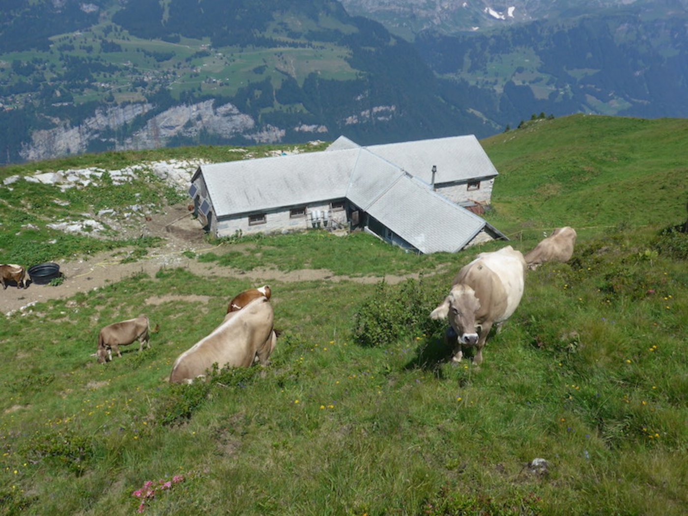 Tolles Panorama: Die Saasberg-Hütte liegt gegenüber von Braunwald auf einer Höhe von rund 2000 Metern über Meer. 