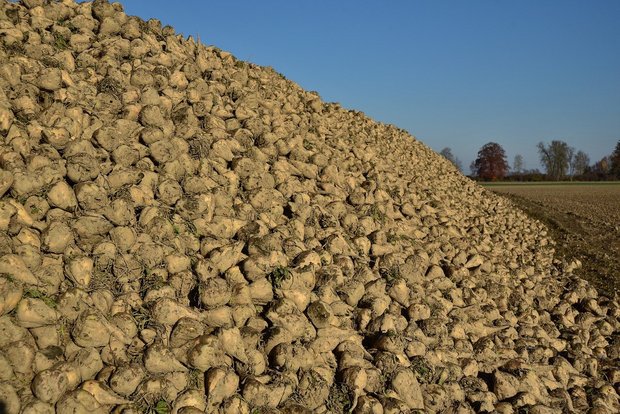 IP-Suisse-Zuckerfläche wird mehr als verdoppelt und Prämie deutlich erhöht Ab 2021 dürften deutlich mehr Zuckerrüben-Haufen aus IP-Suisse-Rüben auf den Feldern bereitliegen. (Bild PIxabay)