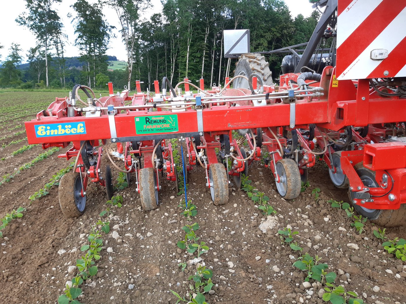 Am Einböck-Hackgerät ist mit Gänsefuss-Scharen und Fingerhacken ausgestattet. Nach dem Durchgang ist das meiste Unkraut auch in den Reihen entfernt. (Bild Schneeberger und Berger)