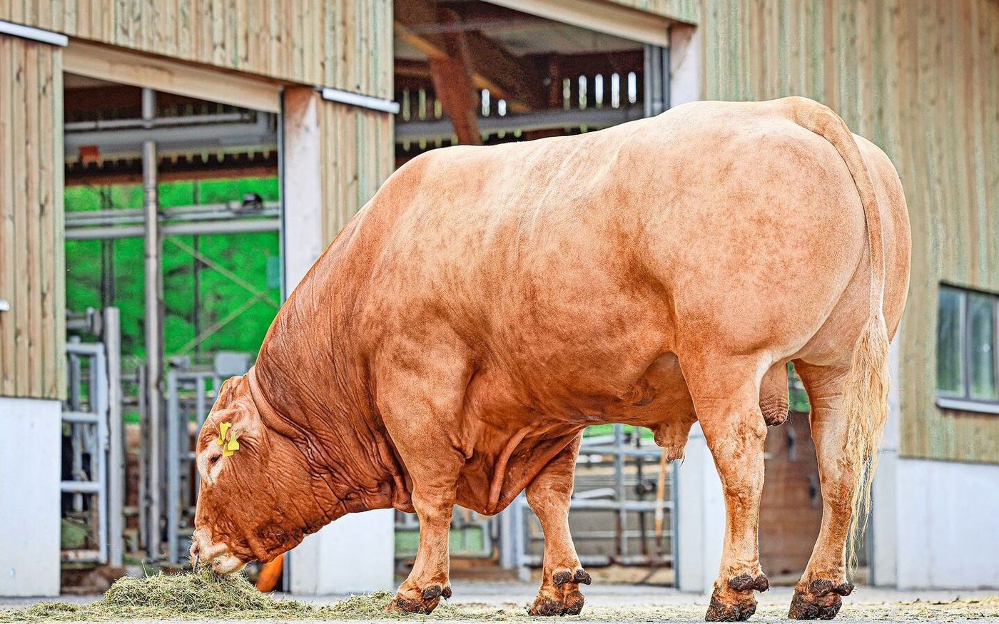 Hoch im Kurs: Haribo ist der von Swissgenetics meistverkaufte Limousinstier im letzten Geschäftsjahr.