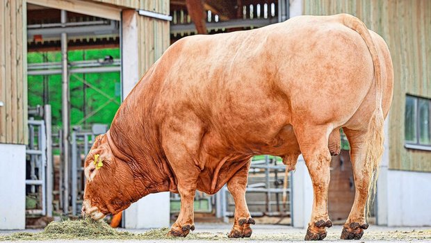 Hoch im Kurs: Haribo ist der von Swissgenetics meistverkaufte Limousinstier im letzten Geschäftsjahr.