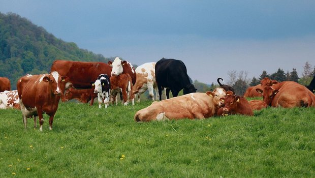 Die Kuh soll als Bestandteil eines natürlichen Kreislaufes betrachtet werden, nicht als Klimakillerin, hiess es am Nordwestschweizer Mutterkuhtag am LZ Liebegg. 
