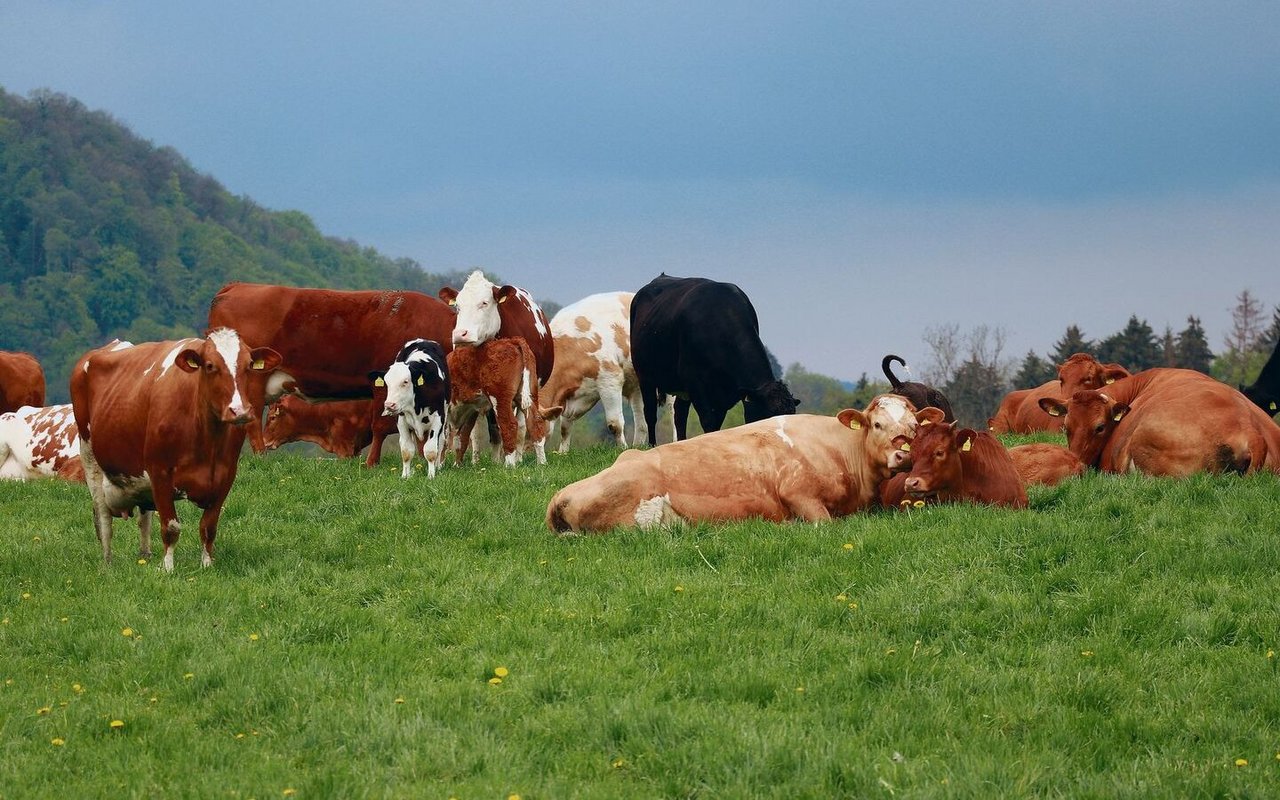Die Kuh soll als Bestandteil eines natürlichen Kreislaufes betrachtet werden, nicht als Klimakillerin, hiess es am Nordwestschweizer Mutterkuhtag am LZ Liebegg. 