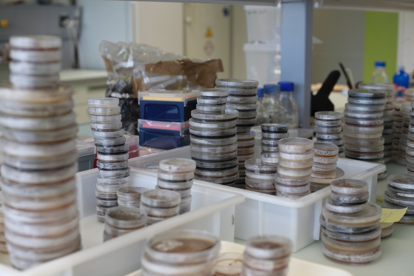 Die Schimmelsammlung in Changins ist vielfältig. Schimmelproben von Avocado, Äpfel, Karotten etc. werden kultiviert und können für die Forschung verwendet werden.