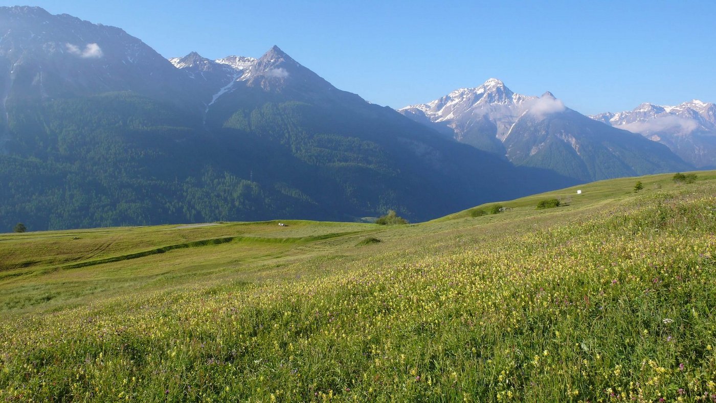Wenig intensiv genutzte Wiesen bieten Lebensraum für Wiesenbrüter. (Bild zVg/Mathis Müller)