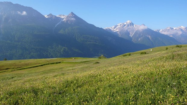 Wenig intensiv genutzte Wiesen bieten Lebensraum für Wiesenbrüter. (Bild zVg/Mathis Müller)