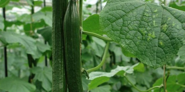 Gurken wachsen auch in der Schweiz. Ob sie als «Martins Salatgurke» verkauft werden, ist nicht bekannt. (Bild BauZ)