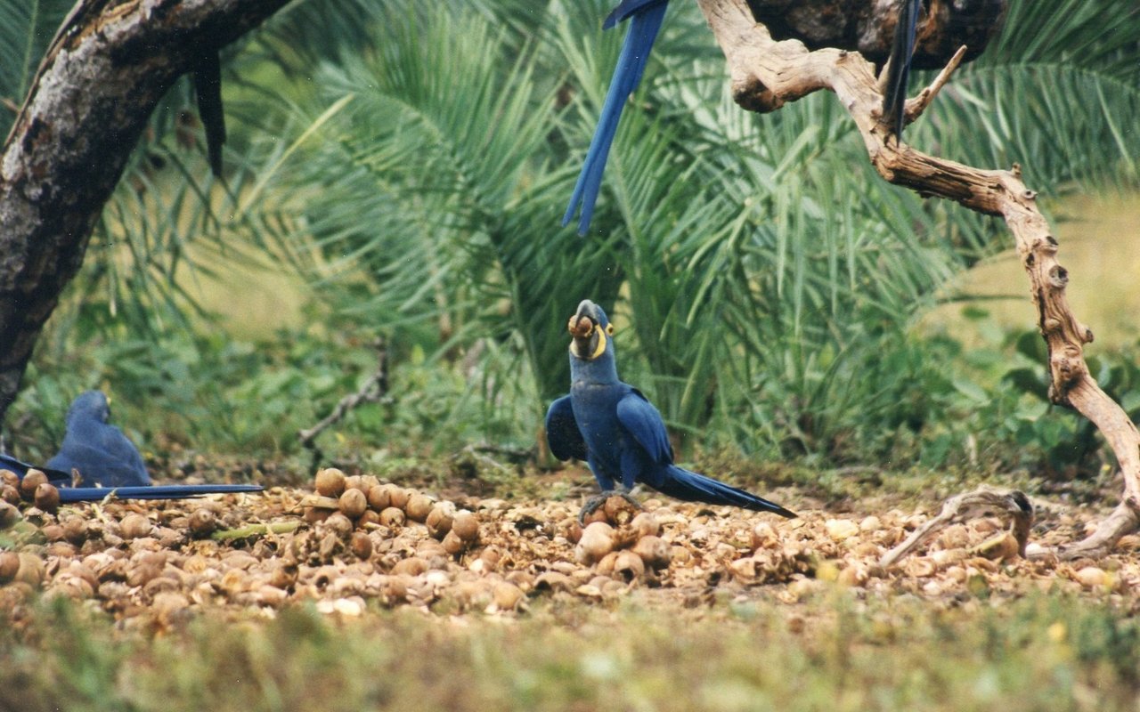 Hyazintharas im brasilianischen Bundesstaat Piaui machen sich über Nüsse der Palme Attalea phalerata her, die oft ihren Stamm im Erdreich versteckt und die Krone knapp über dem Boden ausbildet. 