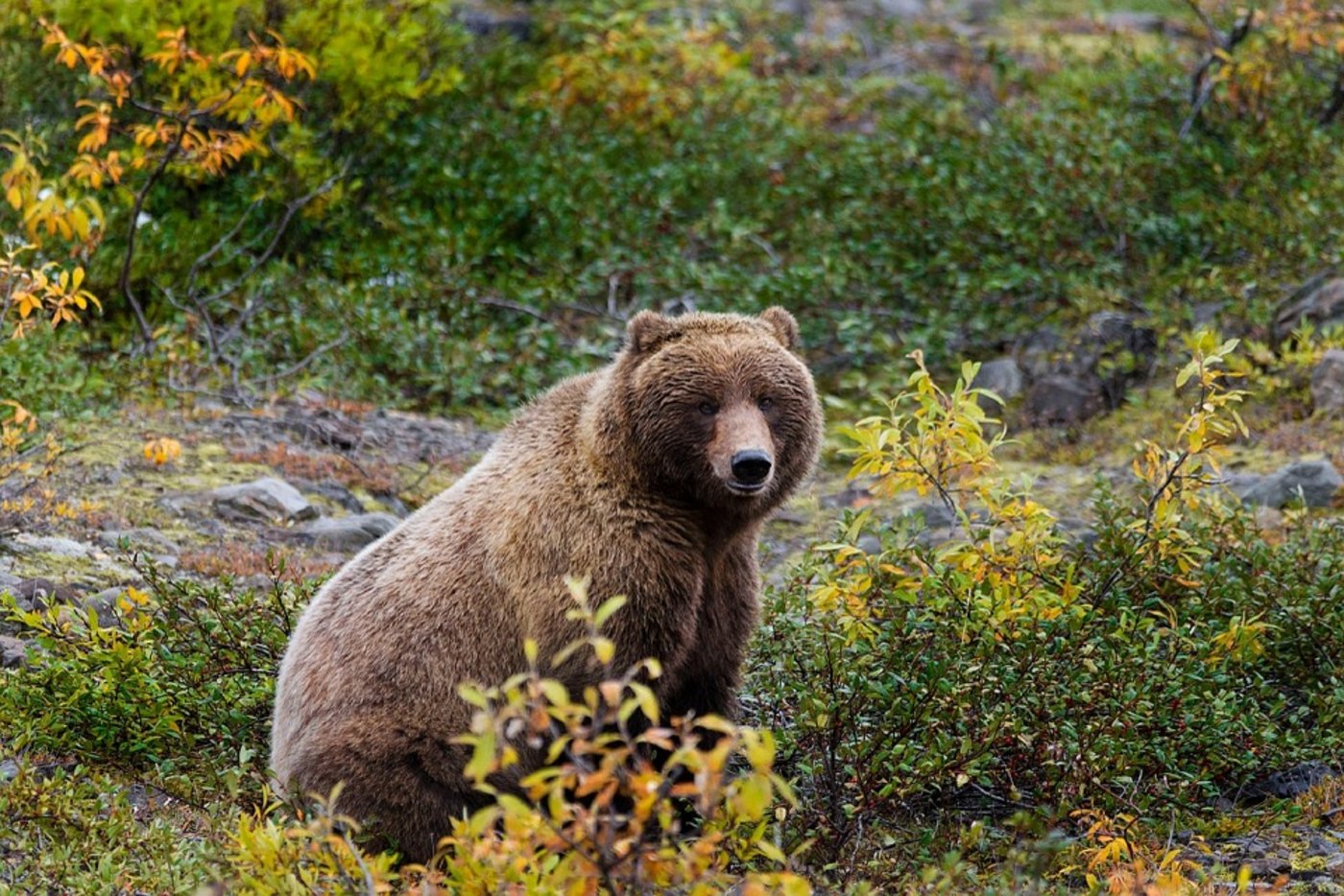 Die Population der Grizzlybären hat sich im Yellowstone-Park wieder auf 700 erhöht. (Bild Pixabay)