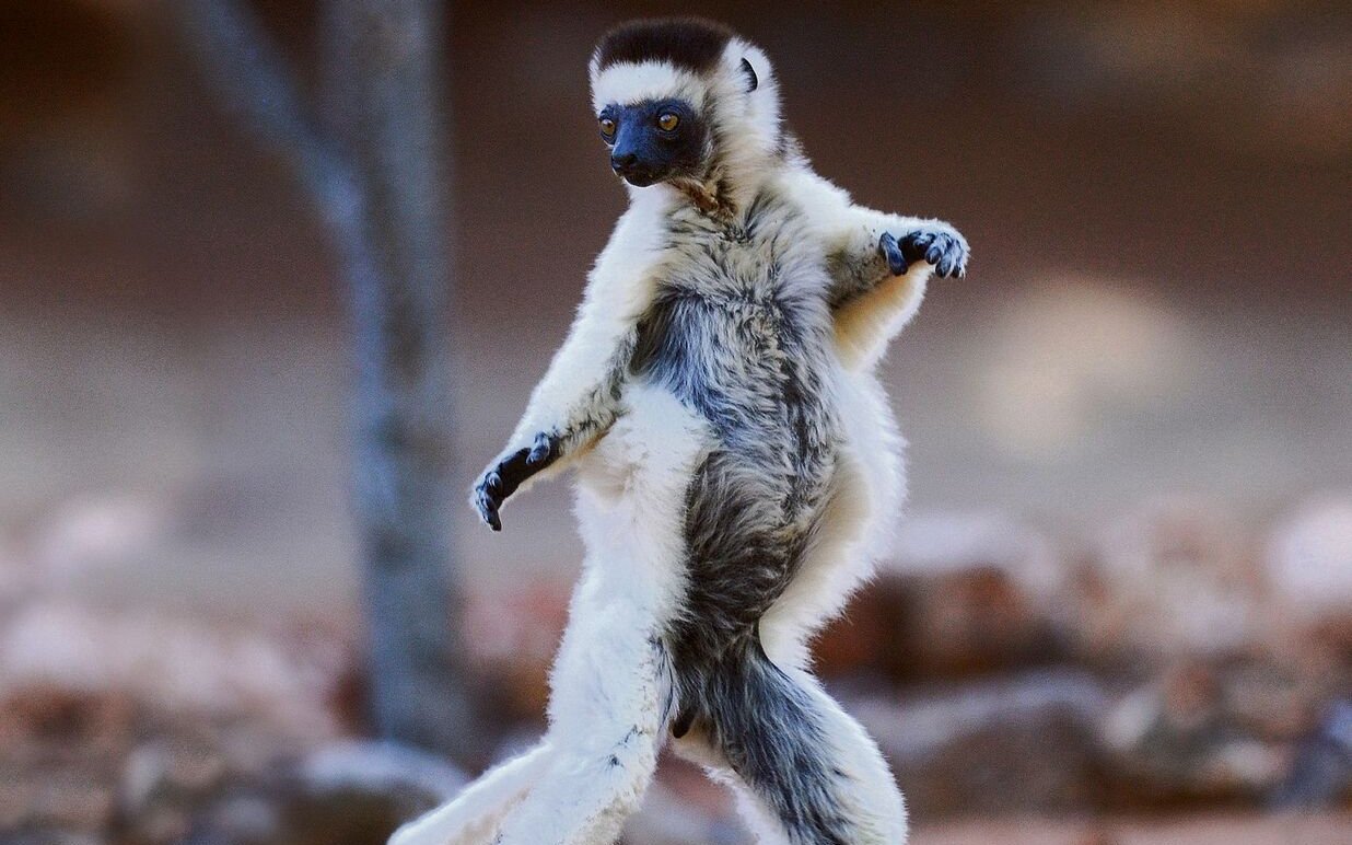  Wenn sich Sifakas auf Madagaskar am Boden fortbewegen sieht es aus, als würden sie tanzen. 