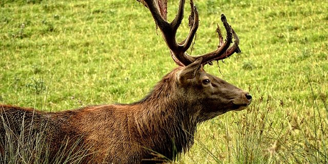 Seit Jahren wird Tuberkulose beim Rotwild im alpinen Raum im Grenzgebiet von Deutschland und Österreich festgestellt. (Symbolbild Pixabay)