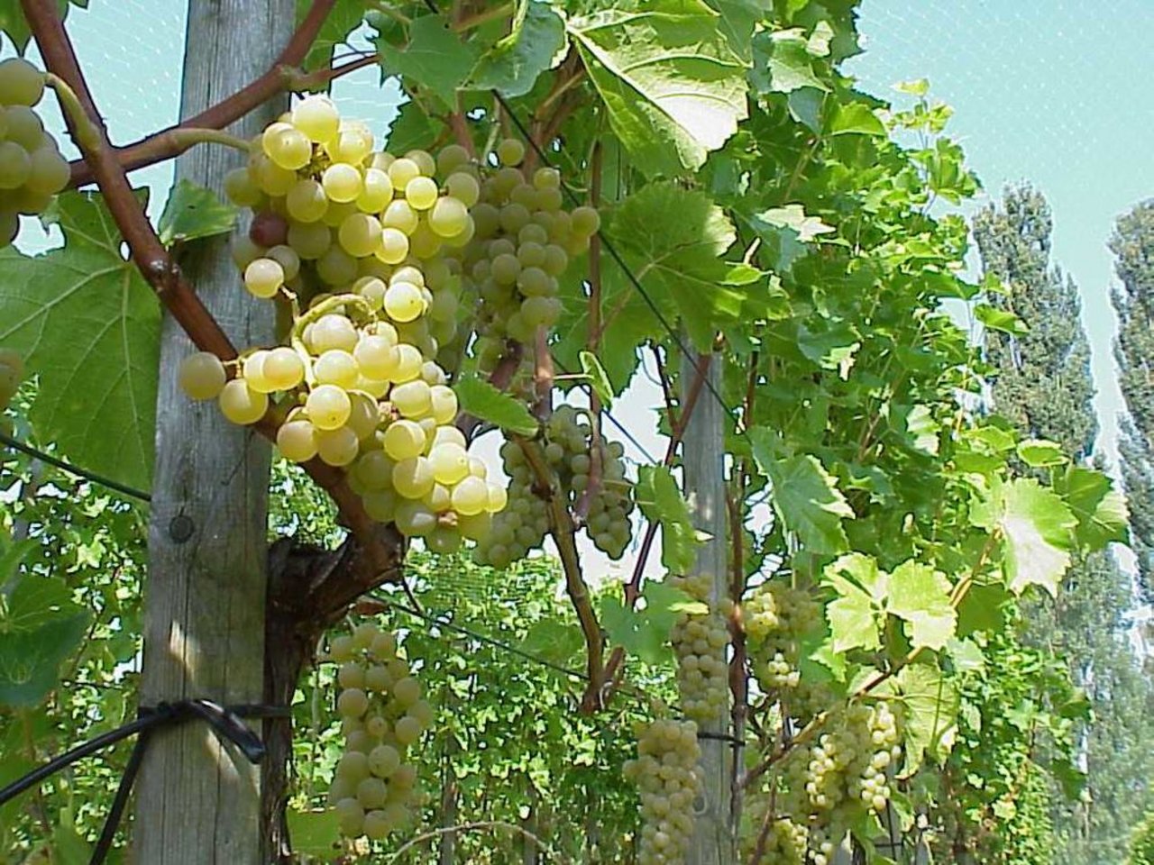 Das Label «AOC Zürichsee» gilt neu auch für Weine aus Trauben, die auf Ausserschwyzer Boden gereift sind. (Bild BauZ)