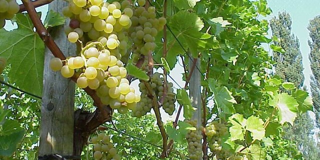 Das Label «AOC Zürichsee» gilt neu auch für Weine aus Trauben, die auf Ausserschwyzer Boden gereift sind. (Bild BauZ)