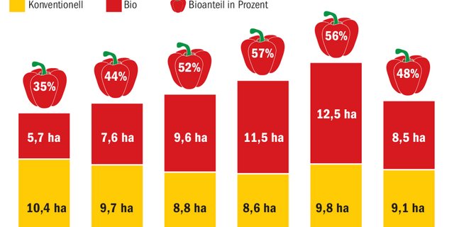 Schweizer Peperoni sind ein Nischenprodukt. Die Preise und die Anbaufläche sanken in den letzten zwei Jahren unter dem Preisdruck aus dem Ausland. (Quelle Bundesamt für Landwirtschaft / Bild ng)