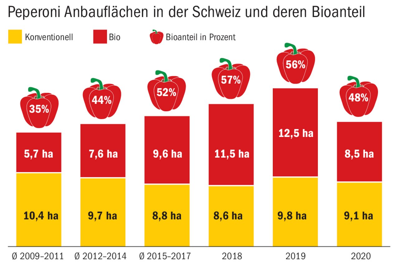 Schweizer Peperoni sind ein Nischenprodukt. Die Preise und die Anbaufläche sanken in den letzten zwei Jahren unter dem Preisdruck aus dem Ausland. (Quelle Bundesamt für Landwirtschaft / Bild ng)