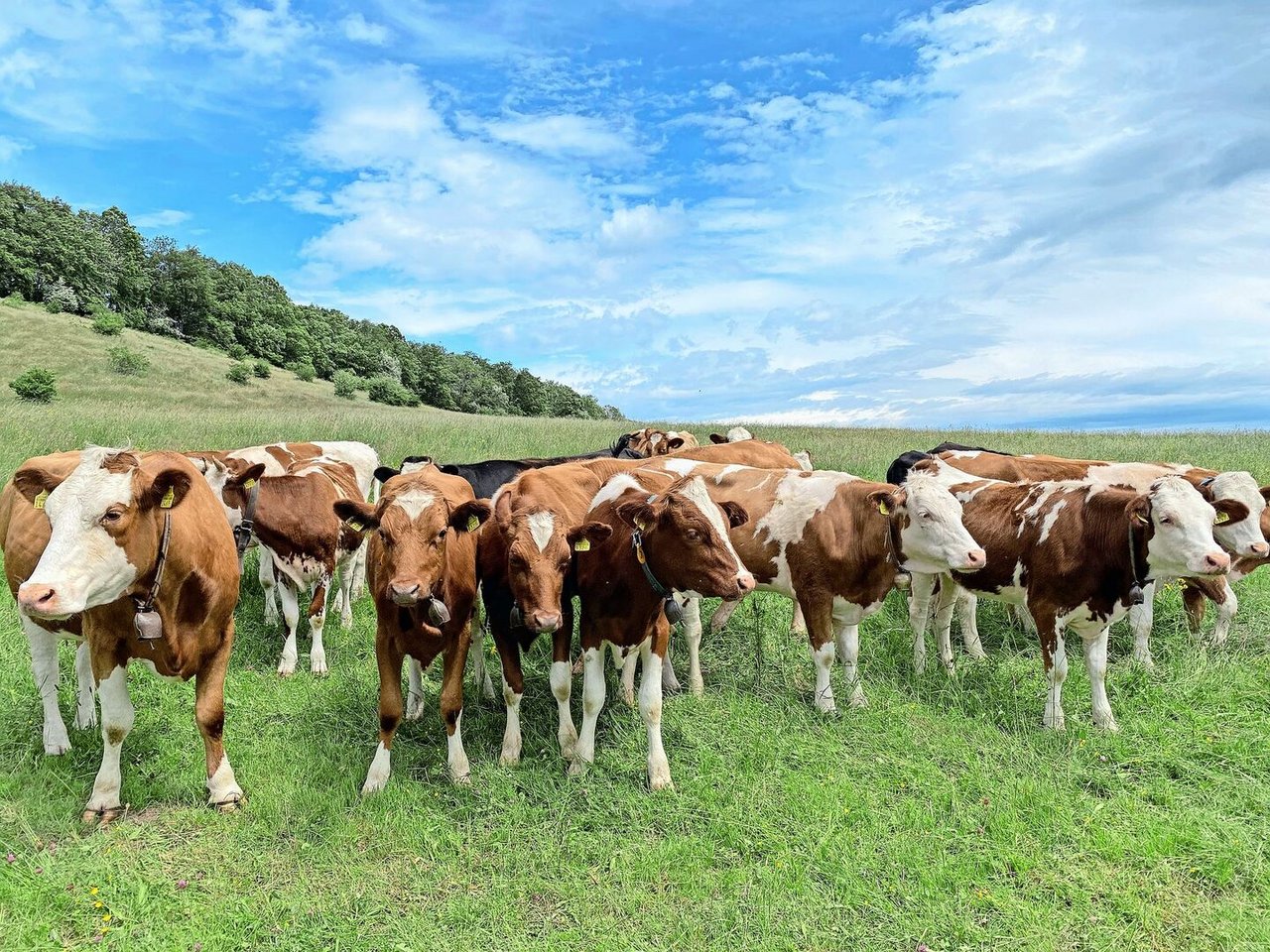 Für das Rindvieh dürfte das Virus aufgrund der schwachen Erkrankung kein Problem sein. Unklar ist bislang jedoch, wie lange es sich in einer Herde halten kann.