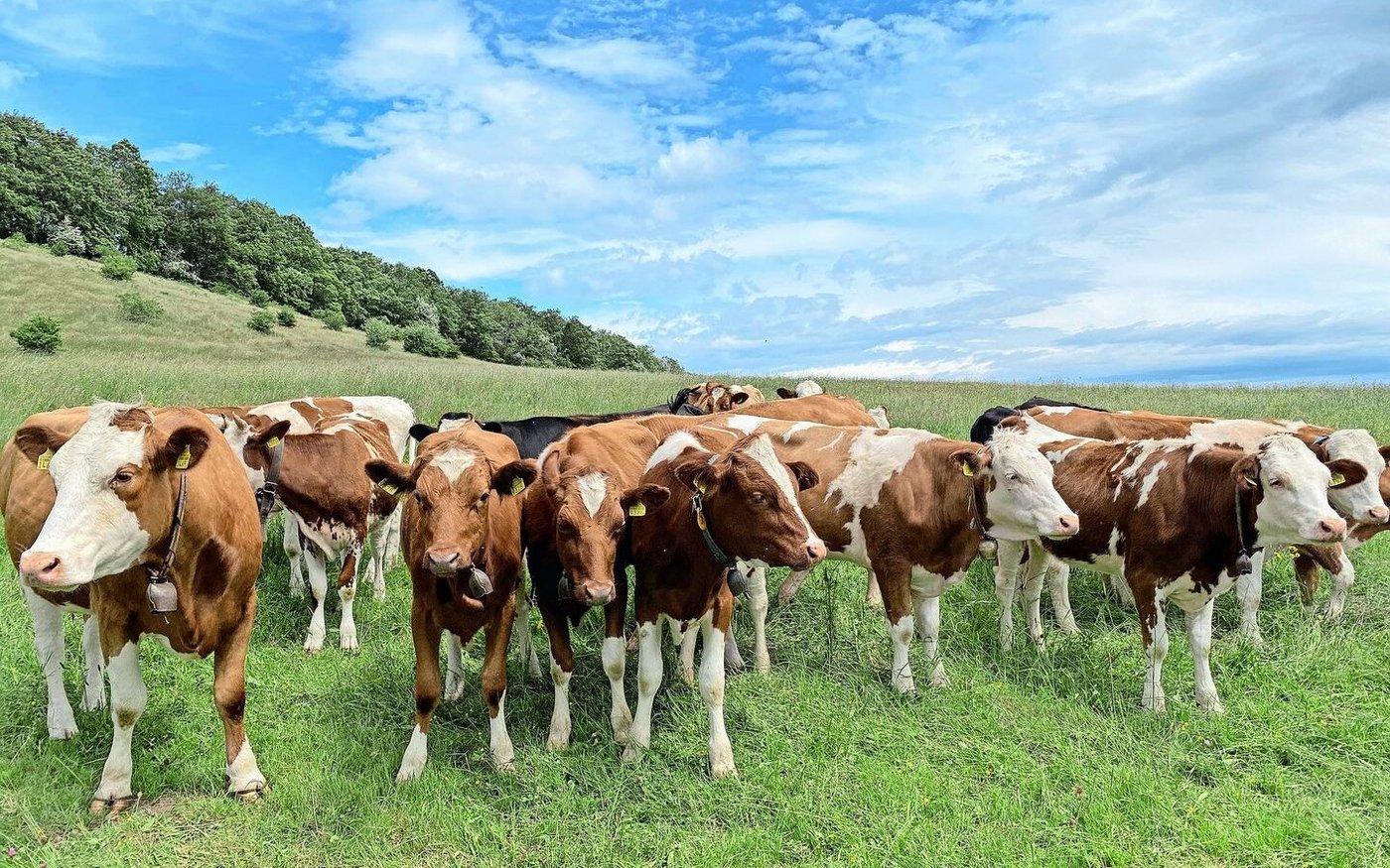 Für das Rindvieh dürfte das Virus aufgrund der schwachen Erkrankung kein Problem sein. Unklar ist bislang jedoch, wie lange es sich in einer Herde halten kann.