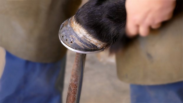 Eine Lehre als Hufschmied/in kann man überall in der Schweiz bei einem Lehrmeister machen. (Bild Pixabay)