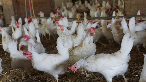 Bundesamt will Geflügelhaltungen vertieft kontrollieren Betriebe ab 500 Legehennen oder 1500 Mastpoulets werden unter anderem ab nächstem Januar strenger kontrolliert. (Symbolbild, lid)