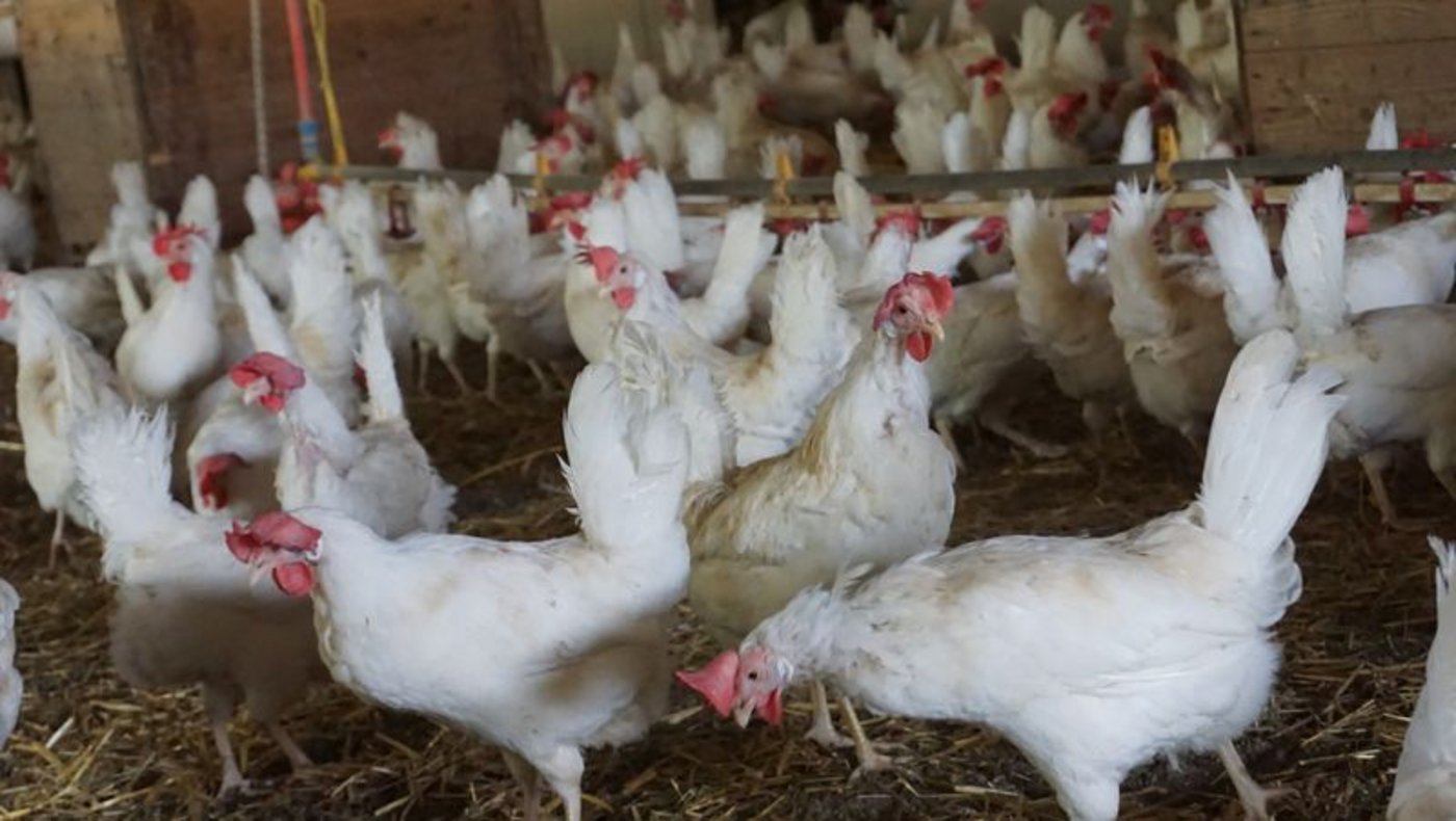 Betriebe ab 500 Legehennen oder 1500 Mastpoulets werden unter anderem ab nächstem Januar strenger kontrolliert. (Symbolbild, lid)