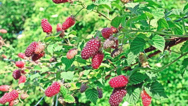 Bindet man die dornigen Ranken an ein Gerüst, lassen sich Taybeeren gut ernten. 