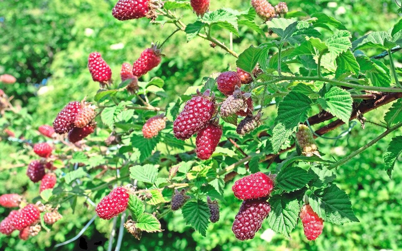 Bindet man die dornigen Ranken an ein Gerüst, lassen sich Taybeeren gut ernten. 