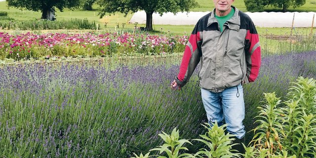 Willi Ammann auf einer Führung durch das Blumenfeld: Derzeit blühen unter anderem Bartnelken und Lavendel.(Bild Alexandra Stückelberger)