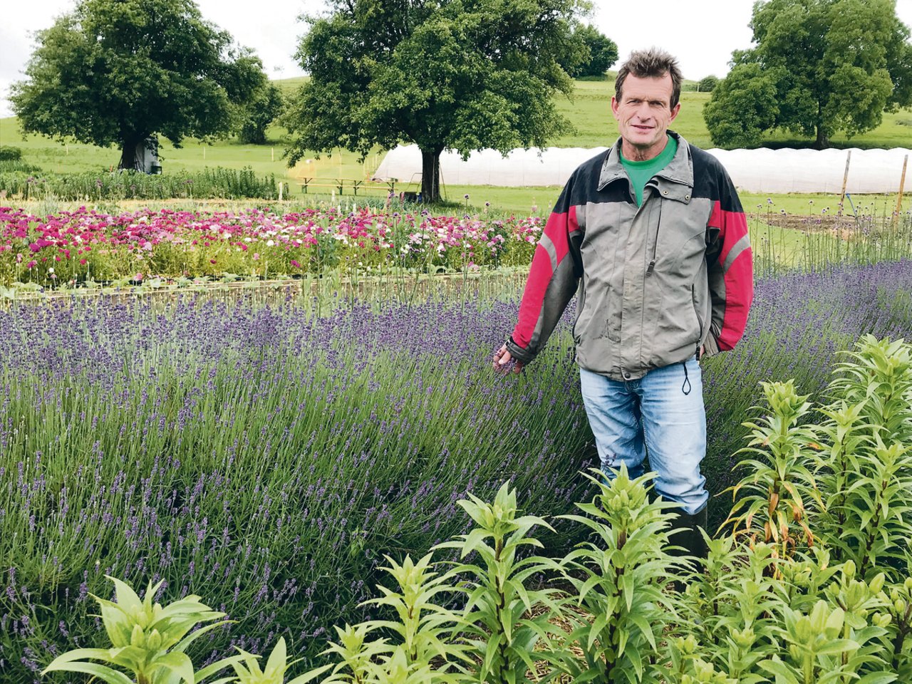 Willi Ammann auf einer Führung durch das Blumenfeld: Derzeit blühen unter anderem Bartnelken und Lavendel.(Bild Alexandra Stückelberger)