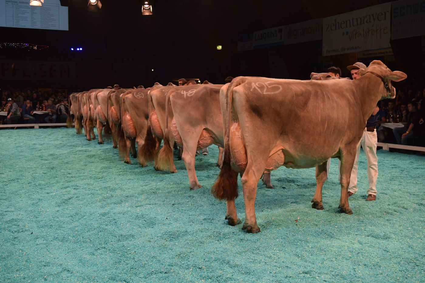 Aufreihen der schönsten Kühe des Abends vor der Champion-Wahl.