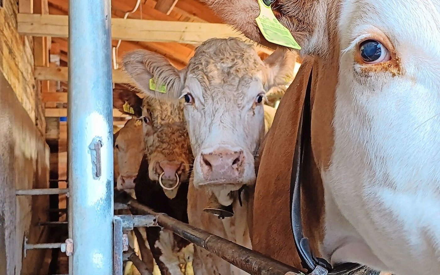 Im Zimmerboden leben die Kühe in einem Laufstall. Auch der Muni muss jeweils durch den Melkstand.