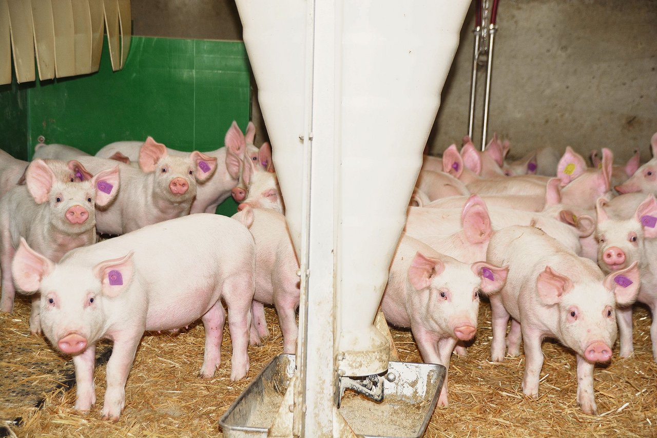 Blick in einen Aufzuchtstall im Bernbiet: Tierwohl, Fleischqualität und die Tiergesundheit sind die Trümpfe der Schweizer Schweinehaltung. Letzteres wird nun in der Vermarktung wichtig. (Bild Armin Emmenegger)